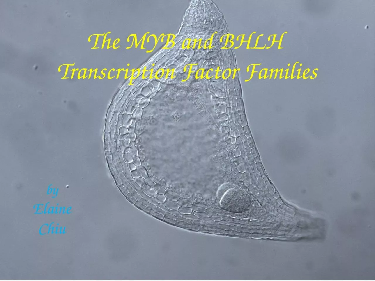 PPT-The MYB and BHLH Transcription Factor Families