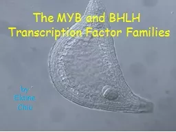 The MYB and BHLH  Transcription Factor Families