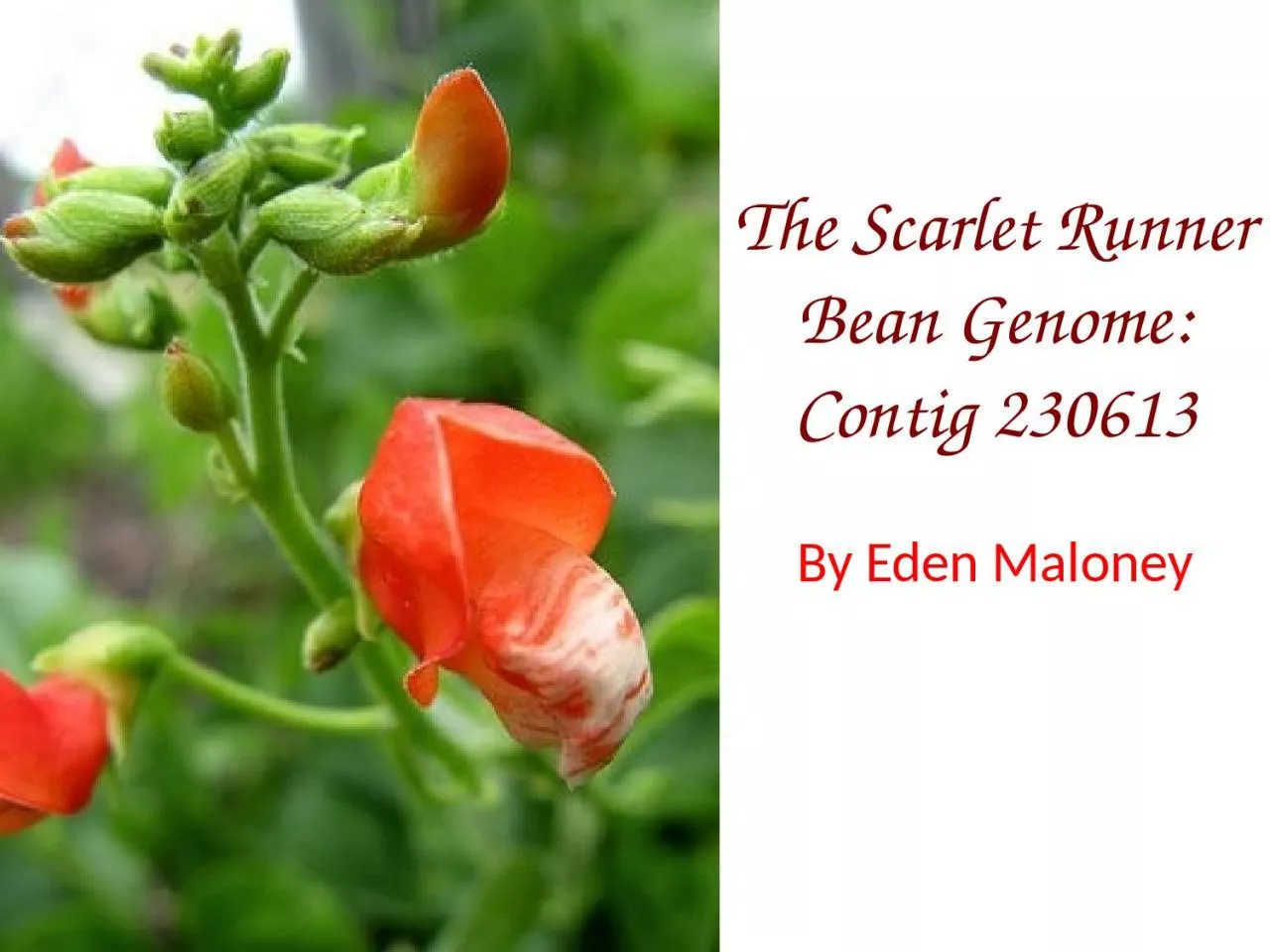 PPT-The Scarlet Runner Bean Genome: