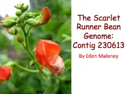 The Scarlet Runner Bean Genome: