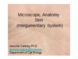 Microscopic Anatomy  Skin