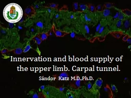 Innervation  and  blood