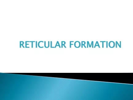 RETICULAR FORMATION THE RETICULAR FORMATION