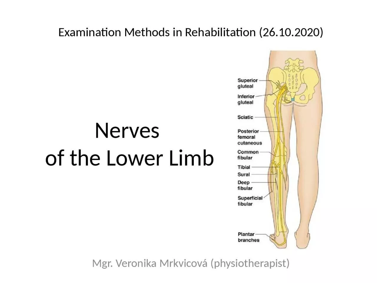 Nerves   of   the   Lower