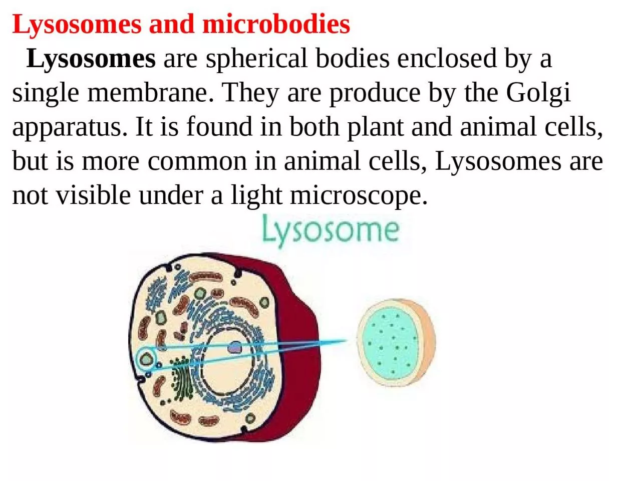 PPT-Lysosomes and microbodies