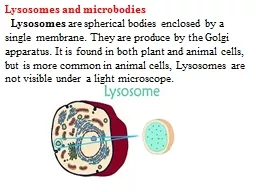 Lysosomes and  microbodies