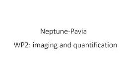 Neptune -Pavia WP2: imaging and quantification