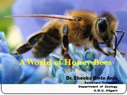A World of Honey Bees Dr. Shoeba