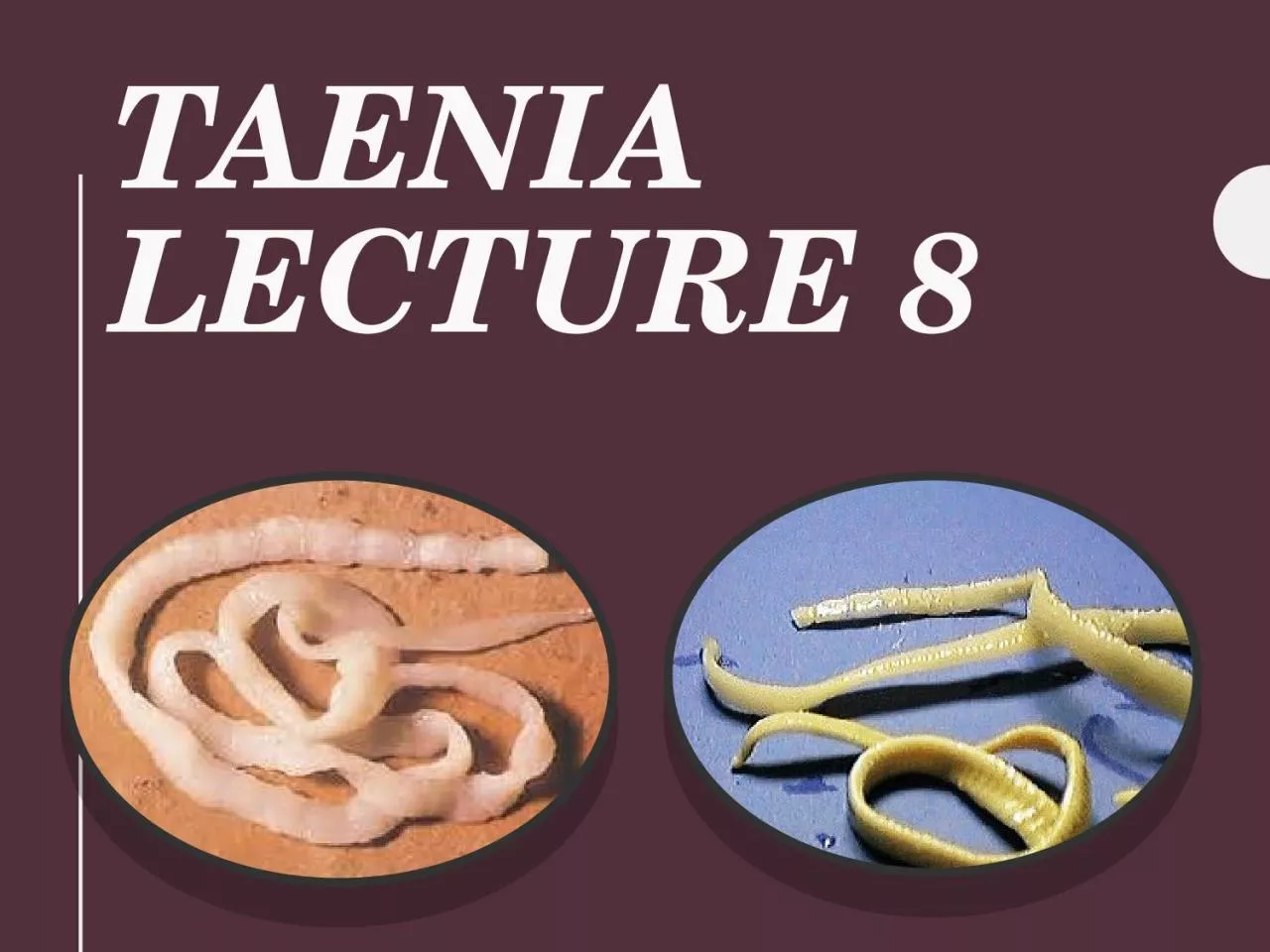 PPT-Taenia Lecture 8 Taenia This class comprises the tapeworms, all of which are