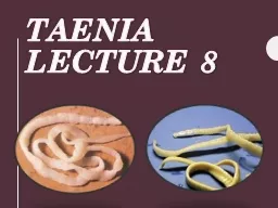 Taenia Lecture 8 Taenia This class comprises the tapeworms, all of which are