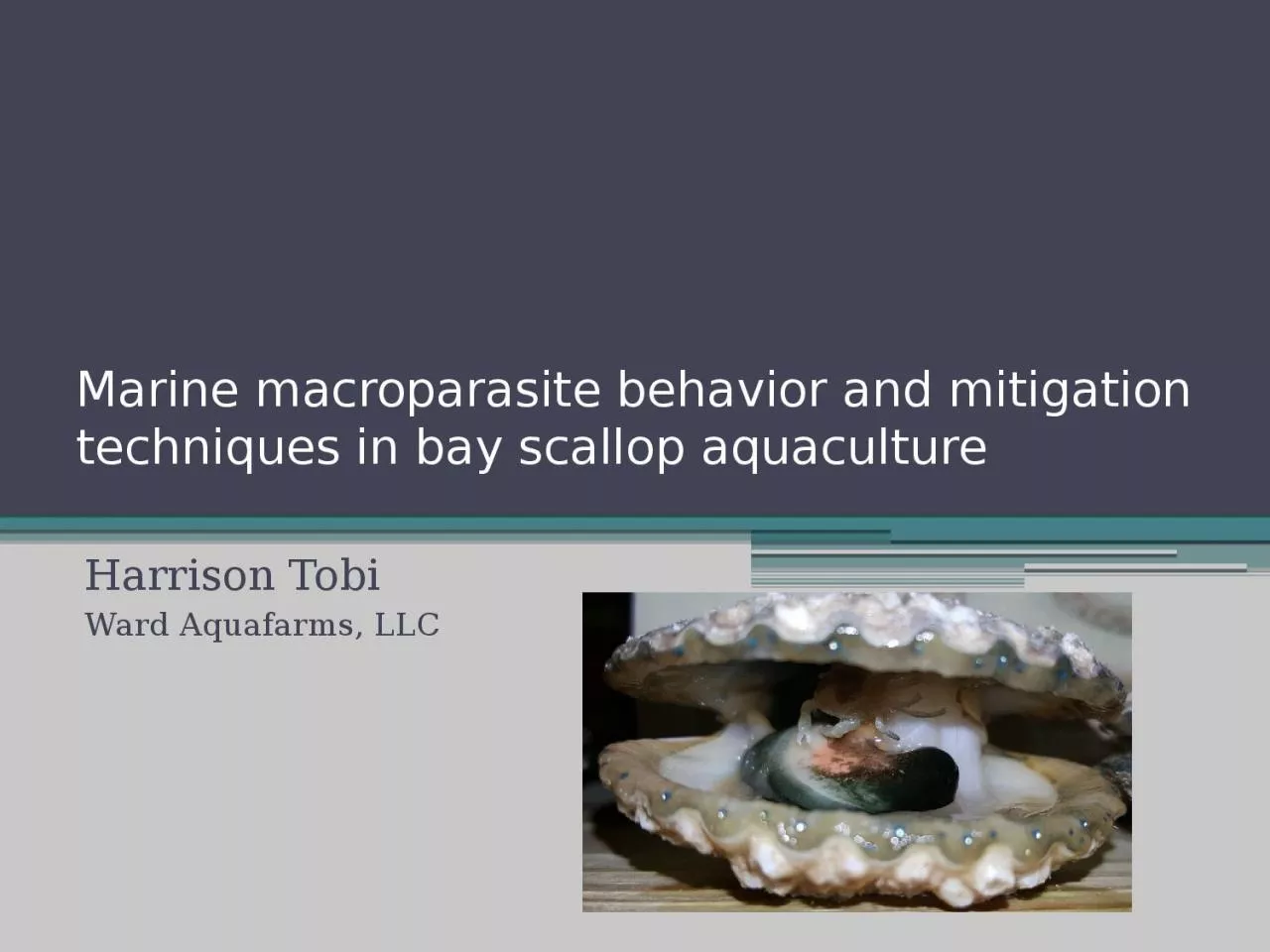 Marine  macroparasite  behavior and mitigation techniques in bay scallop aquaculture