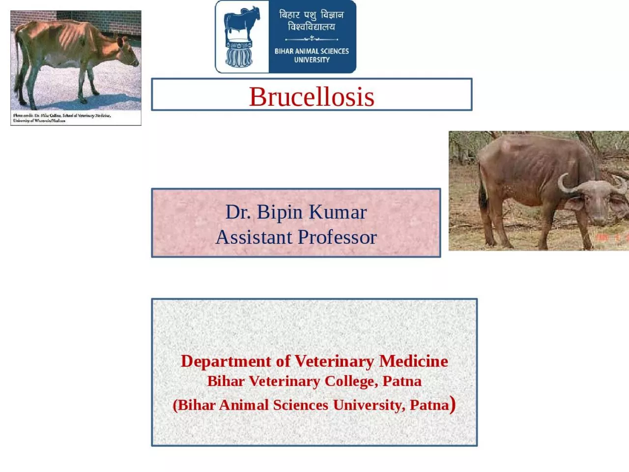 PPT-Brucellosis Dr. Bipin Kumar