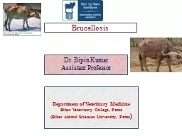 Brucellosis Dr.  Bipin  Kumar