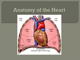 Anatomy of the Heart Heart is approximately the size of your fist and weighs less than a pound.