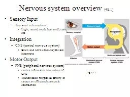 Nervous system overview