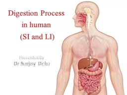 Digestion Process  in  human