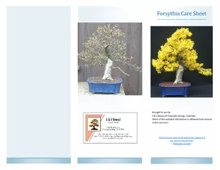 Forsythia care sheet
