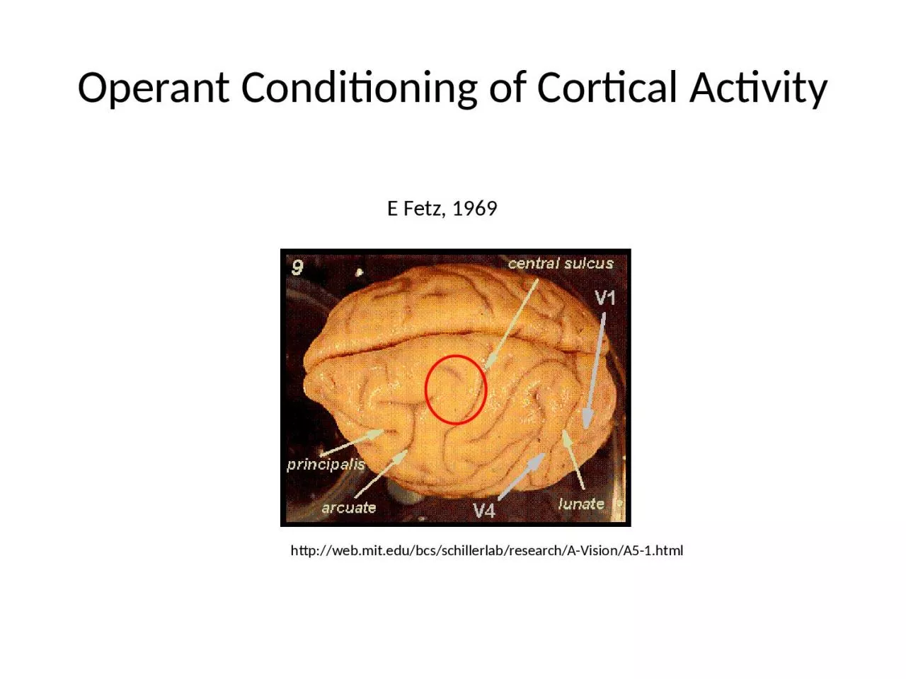 PPT-Operant Conditioning of Cortical Activity