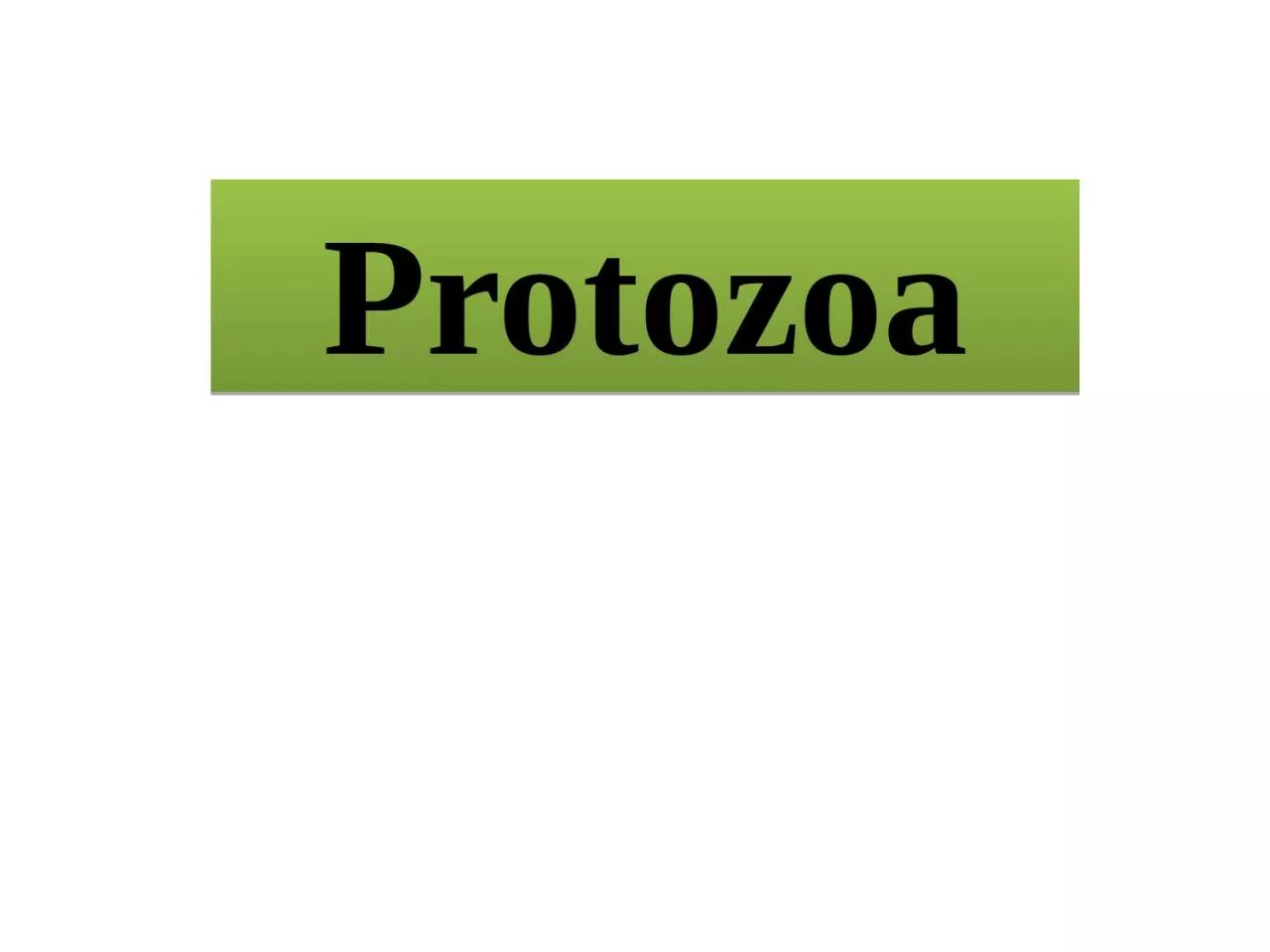 PPT-Protozoa Lab. : 14 Ciliates