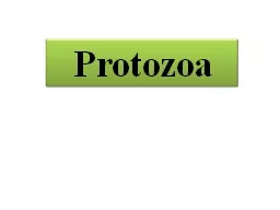 Protozoa Lab. :   14 Ciliates