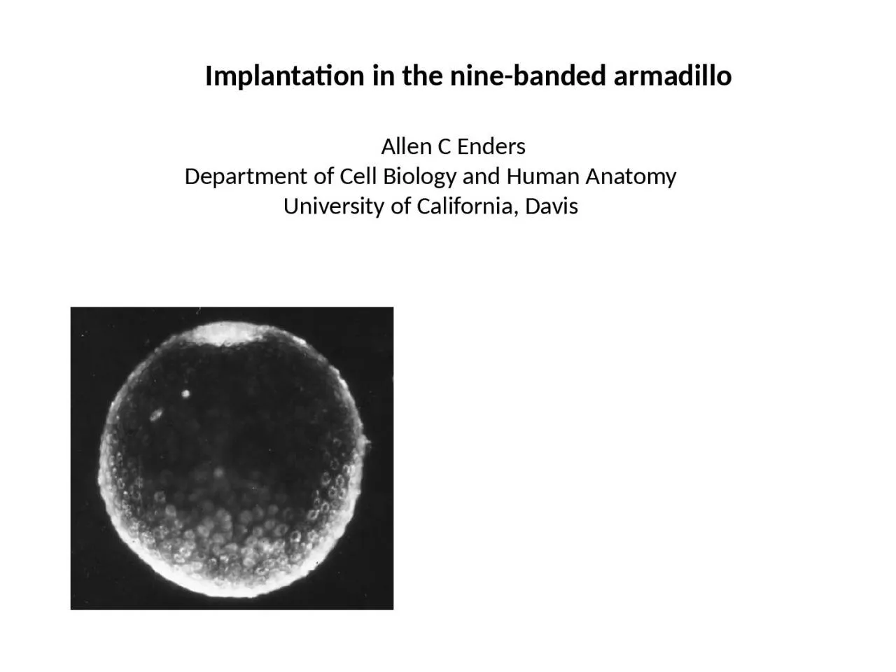 PPT-Implantation in the nine-banded armadillo