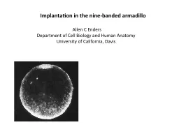 Implantation in the  nine-banded armadillo