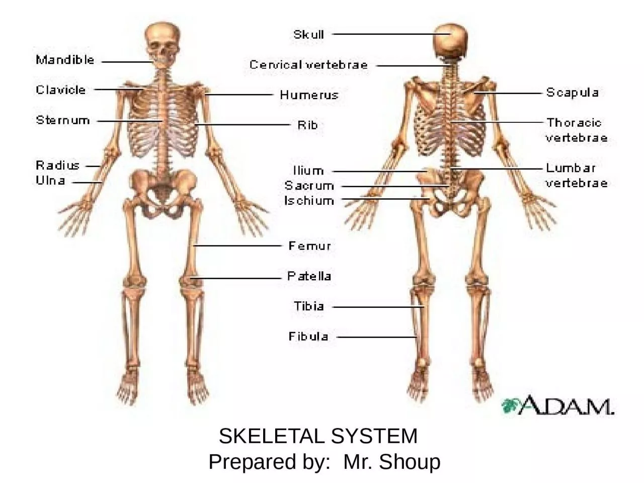 PPT-SKELETAL SYSTEM Prepared by: Mr.