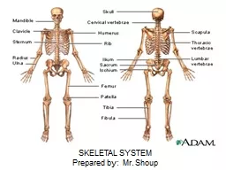 SKELETAL SYSTEM   Prepared by:  Mr.