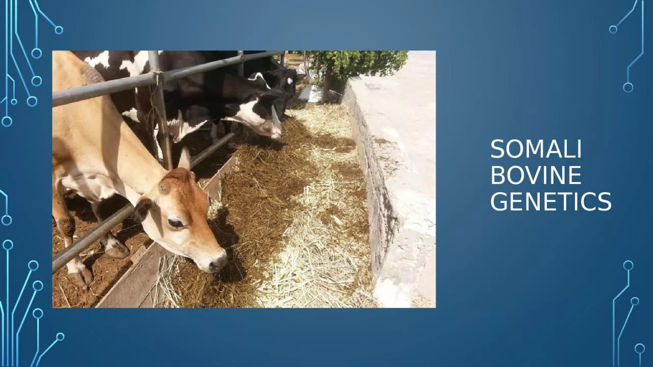 PPT-  Somali Bovine Genetics