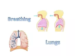 Lungs Breathing What are the lungs?