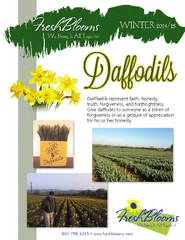 Daffodils represent faith, honesty, Give daffodils to someone as a tok