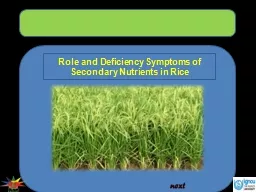 Role and Deficiency Symptoms of Secondary Nutrients in Rice