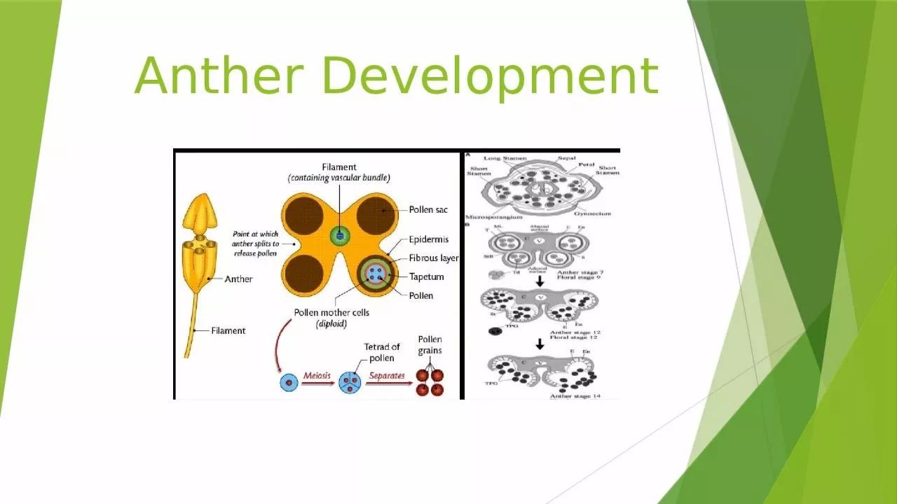 PPT-Anther Development TS Tetrasporangiate Anther