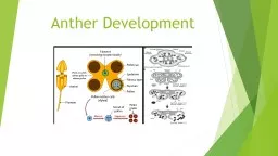 Anther Development TS Tetrasporangiate Anther