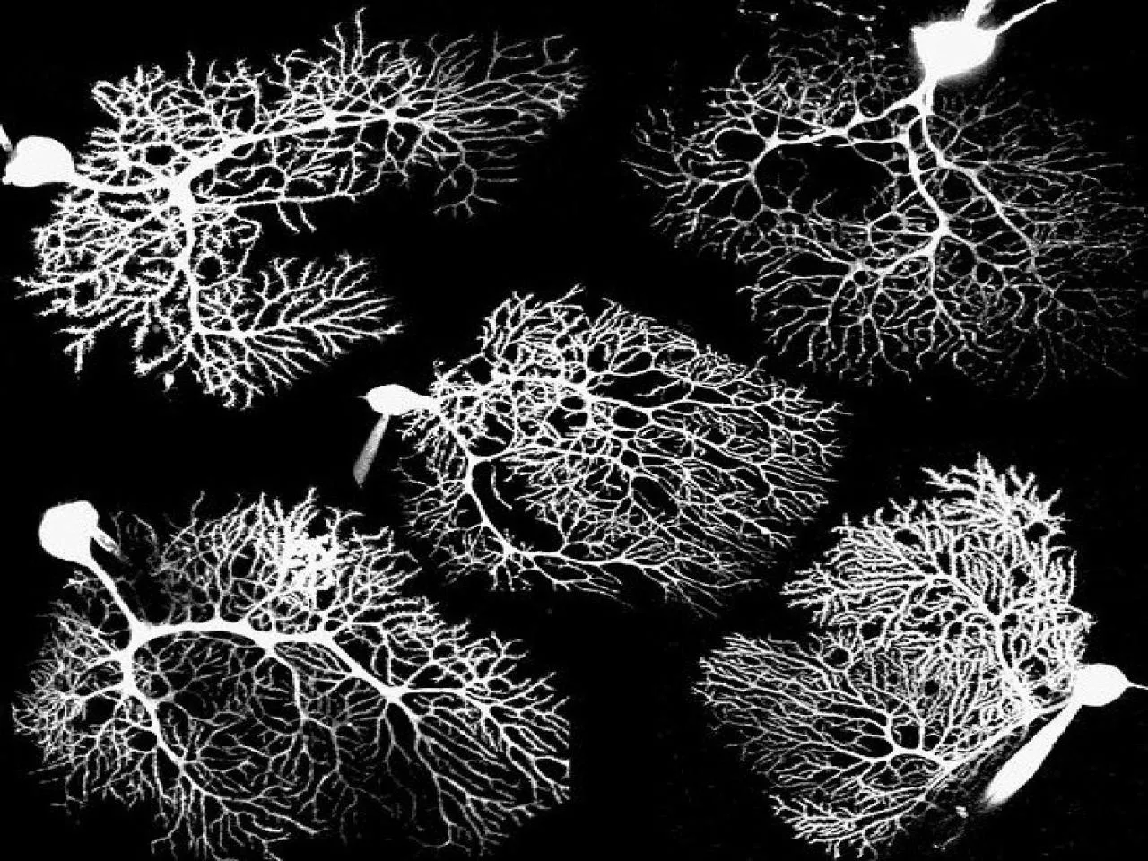 PPT-Dendritic computation Passive contributions to computation