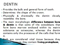 Provides the bulk and general form of tooth.