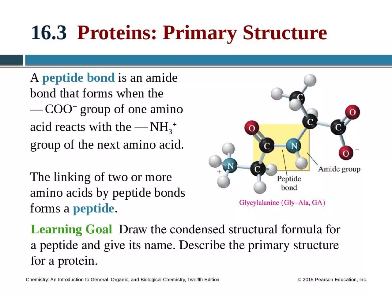 PPT-16.3 Proteins: Primary Structure