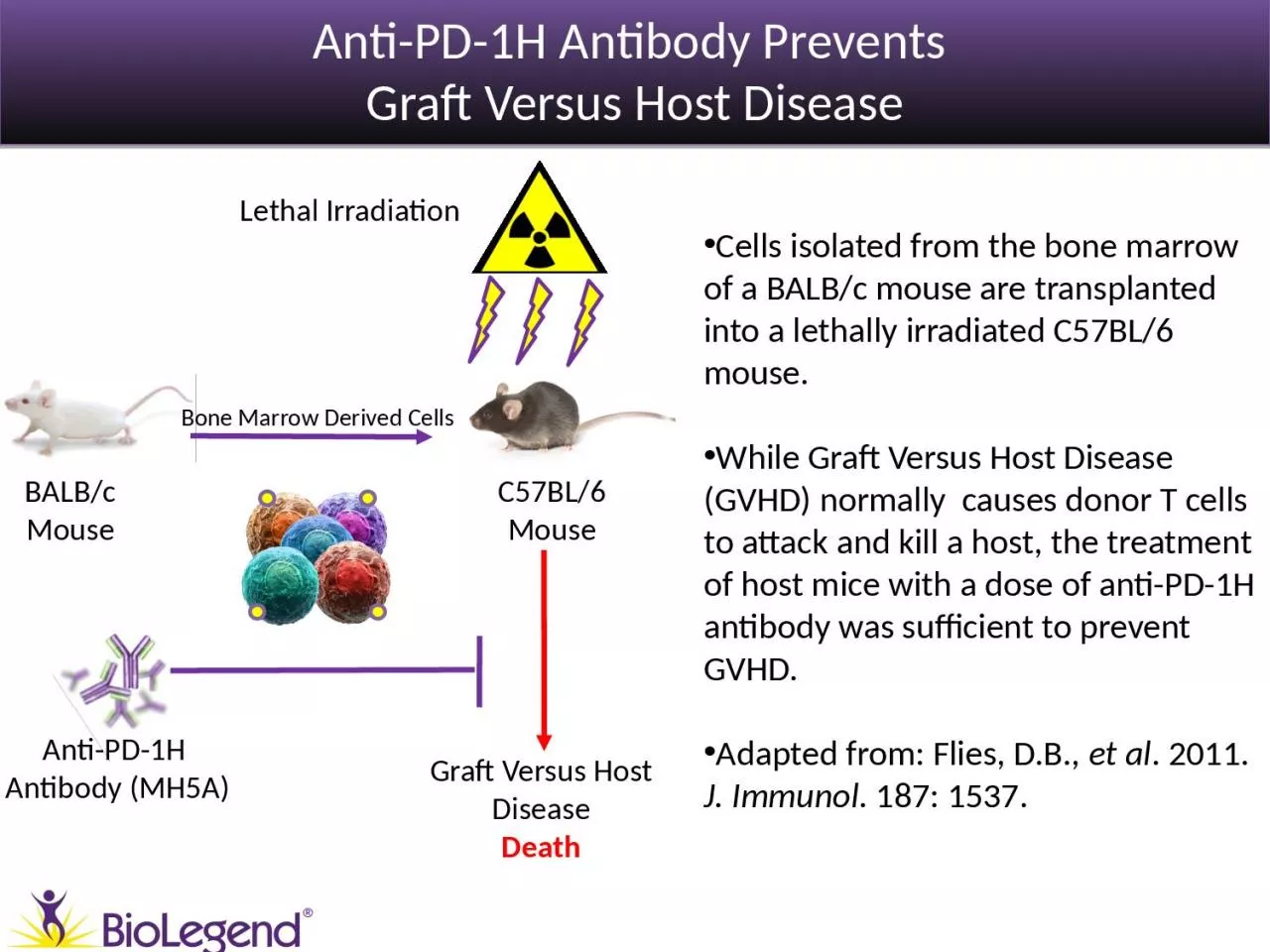 PPT-Anti-PD-1H Antibody Prevents