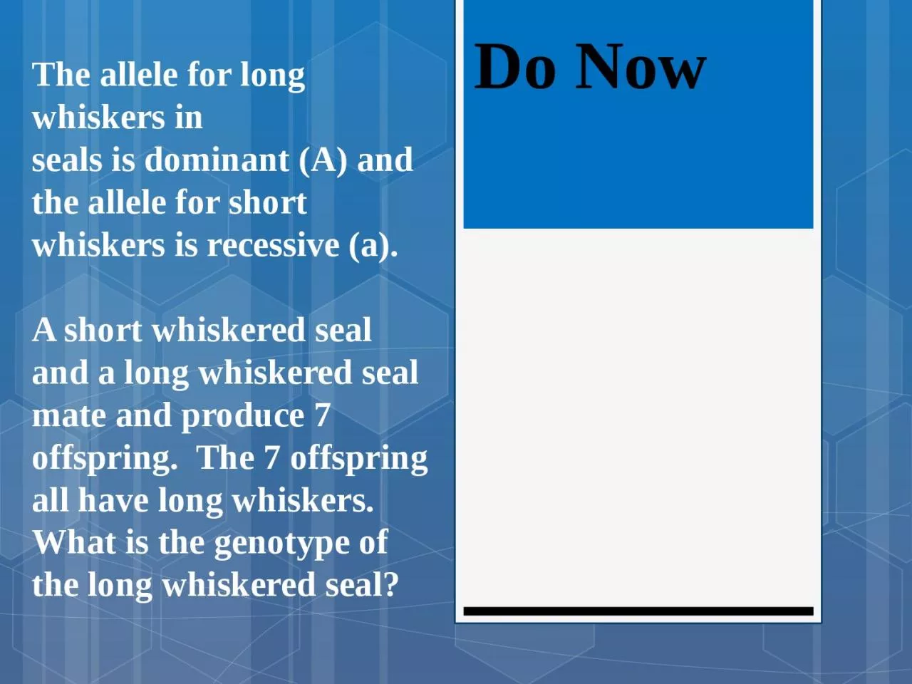 PPT-Do Now The allele for long whiskers in