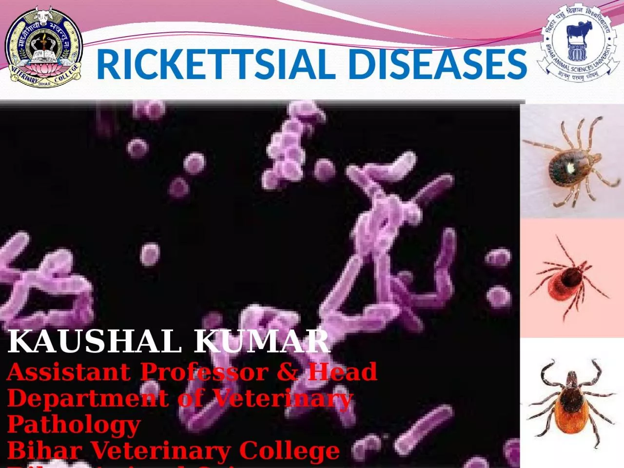 PPT-RICKETTSIAL DISEASES KAUSHAL KUMAR