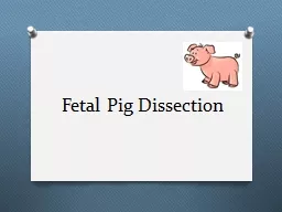 Fetal Pig Dissection  What do you think humans have in common with the pig?