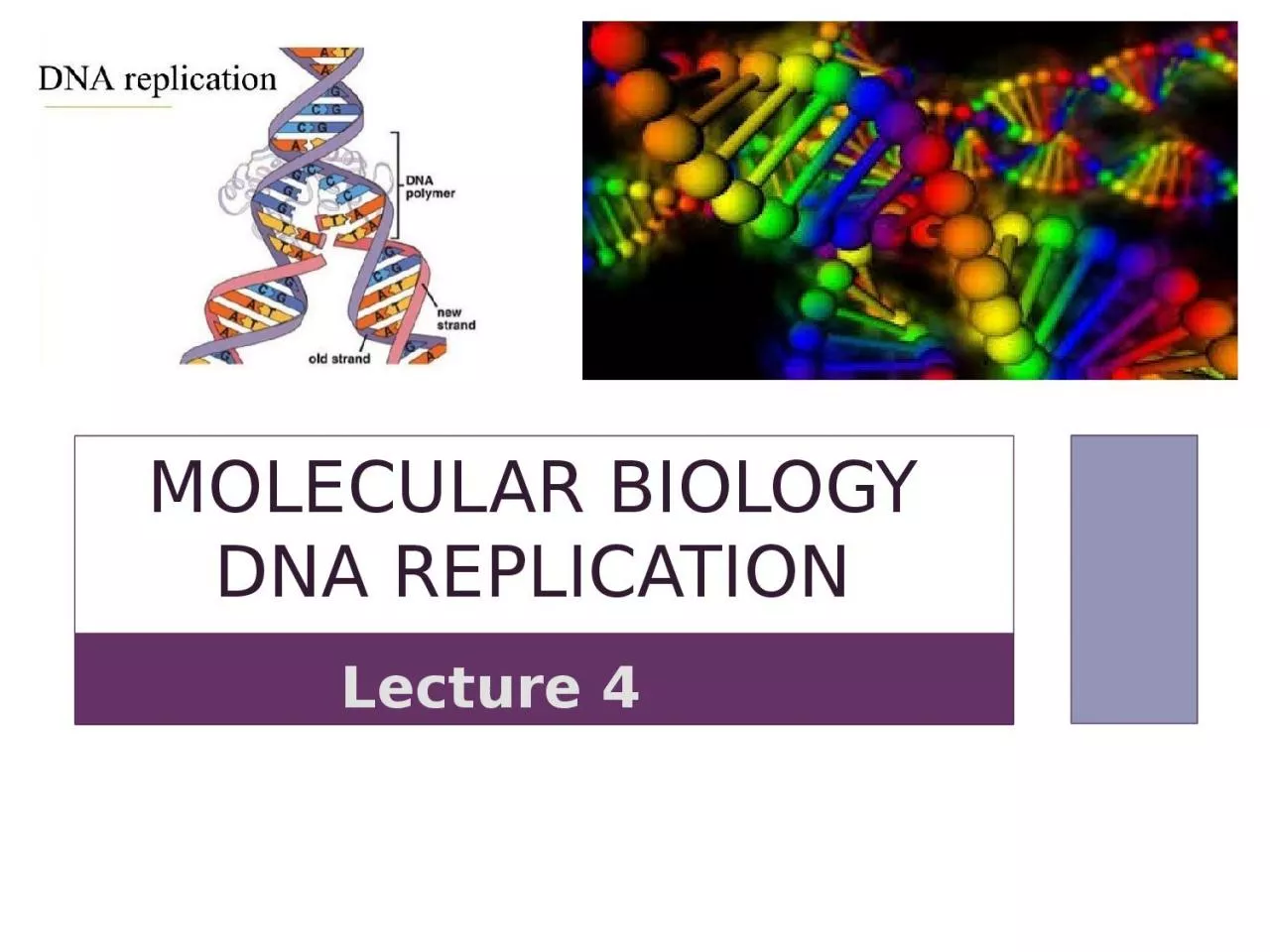 Molecular biology  DNA Replication
