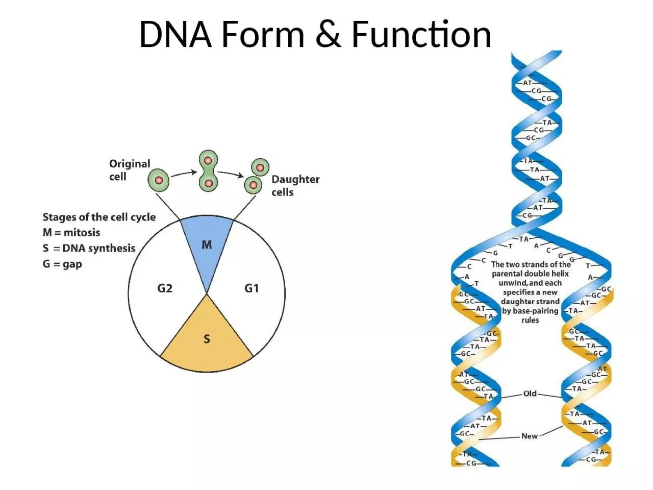 DNA Form & Function Understanding DNA replication – and the resulting transmission