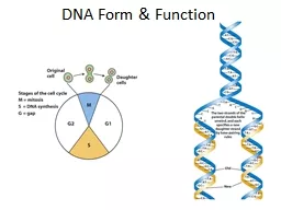 DNA Form & Function Understanding DNA replication – and the resulting transmission