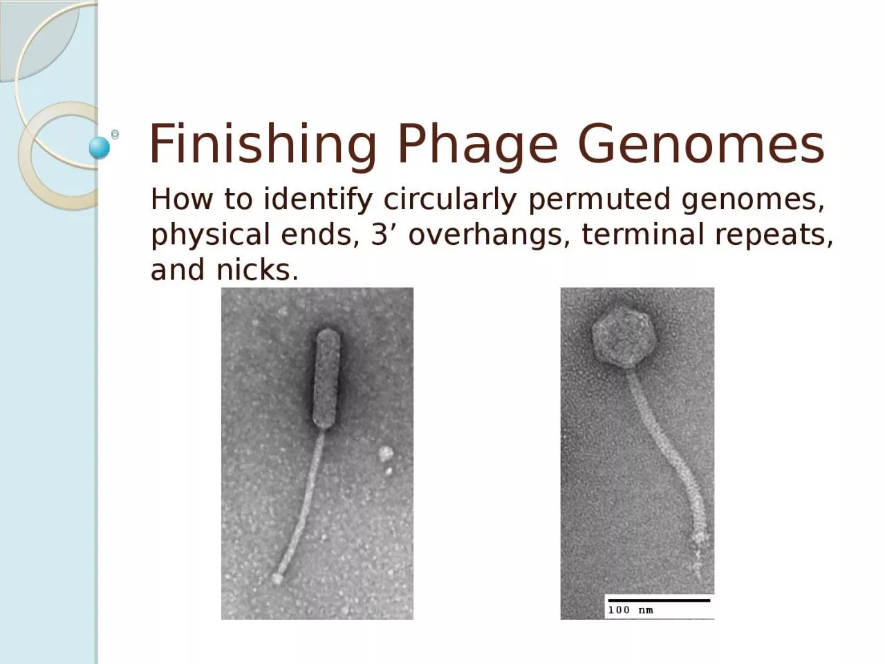 PPT-Finishing Phage Genomes How to identify circularly permuted genomes, physical ends, 3’