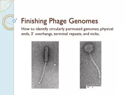 Finishing Phage Genomes How to identify circularly permuted genomes, physical ends, 3’ overhangs,