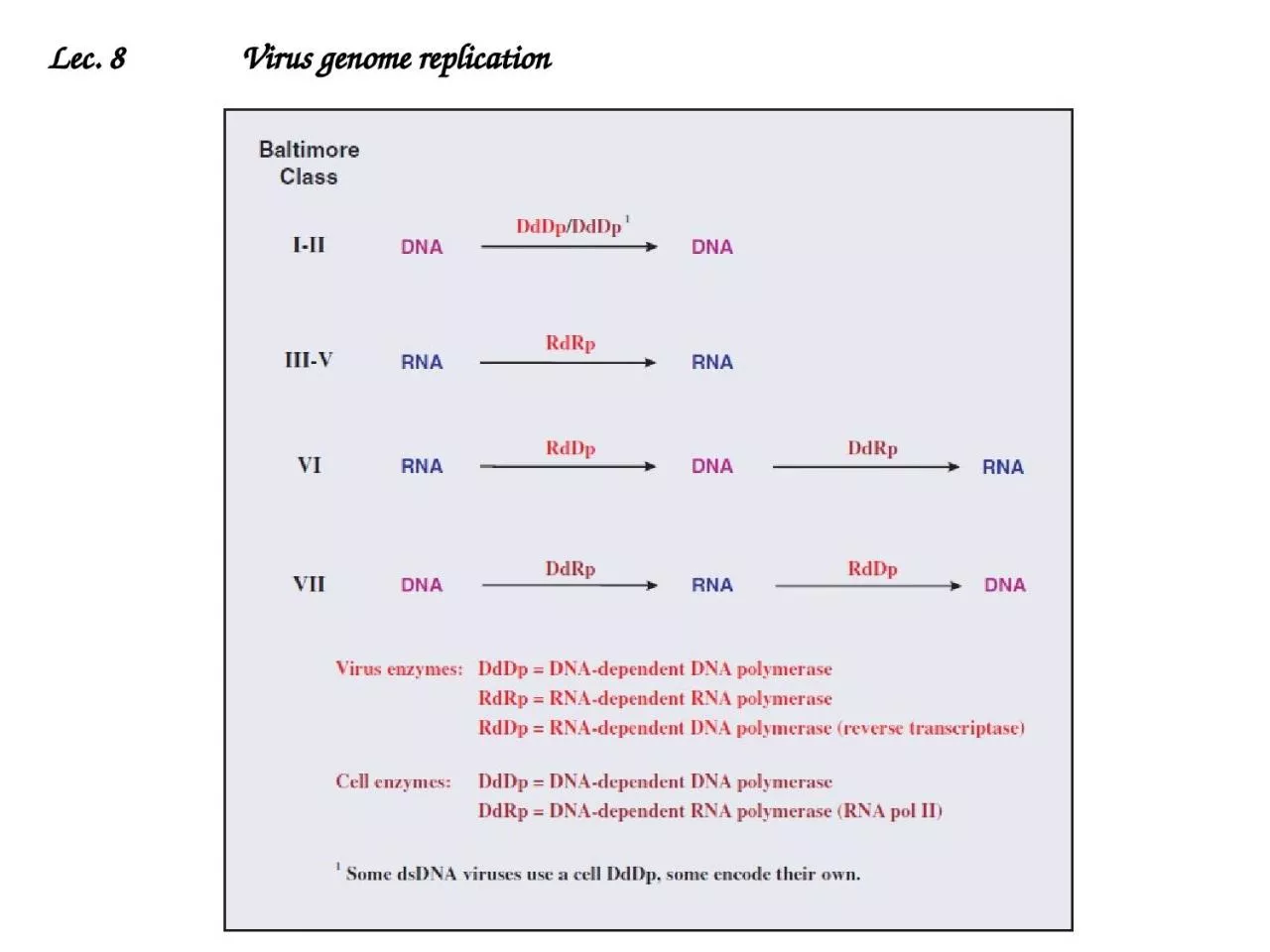 PPT-Lec . 8 Virus genome replication