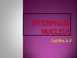 Interphase           nucleus