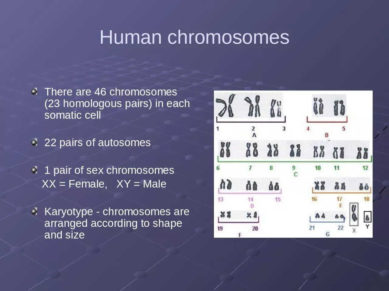 Human chromosomes There are 46 chromosomes     (23 homologous pairs) in each somatic cell