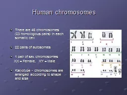 Human chromosomes There are 46 chromosomes     (23 homologous pairs) in each somatic cell